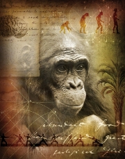 ape illustration
