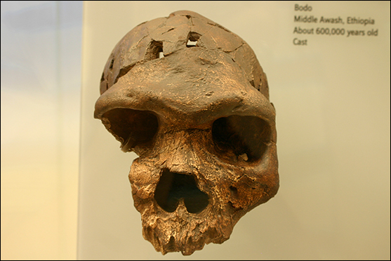 Homo heidelbergensis (cc Ryan Somma)