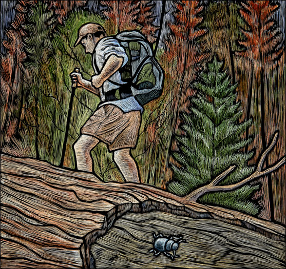 Hiker in dying forest (© 2013 Rick Wheeler)