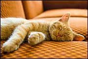 cat napping (© Vera Tomankova / iStockphoto.com)