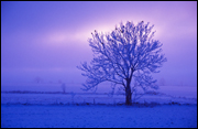 Tree at dawn in winter (©TT/iStockphoto)