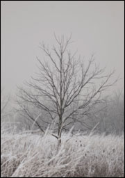 Frost-covered tree in winter